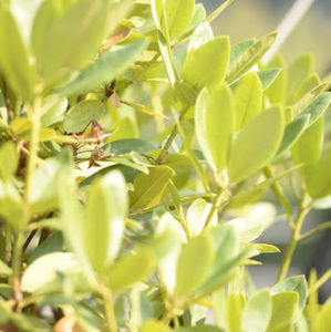 Meet your Posher, Sofia